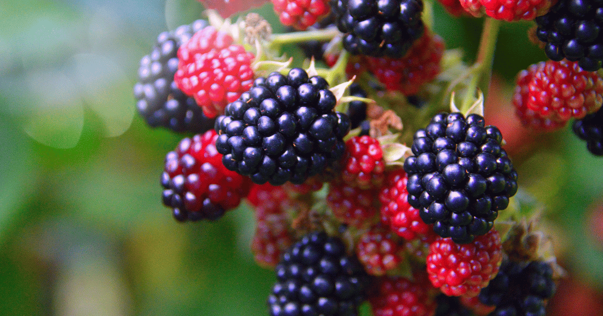 Superfoods for Senior